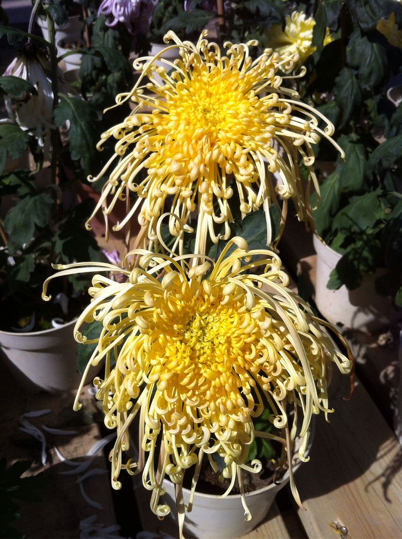  photo b11_zpsf9c82a8d.jpg