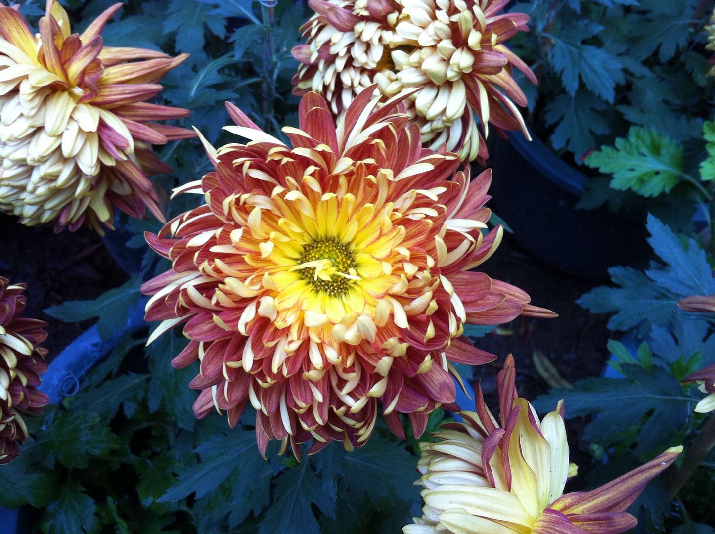  photo b1_zps69509166.jpg