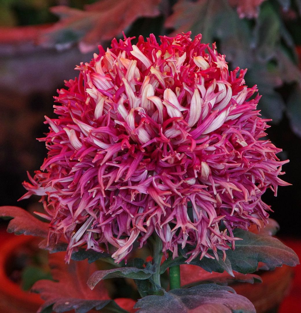  photo b21_zps9a7814d4.jpg