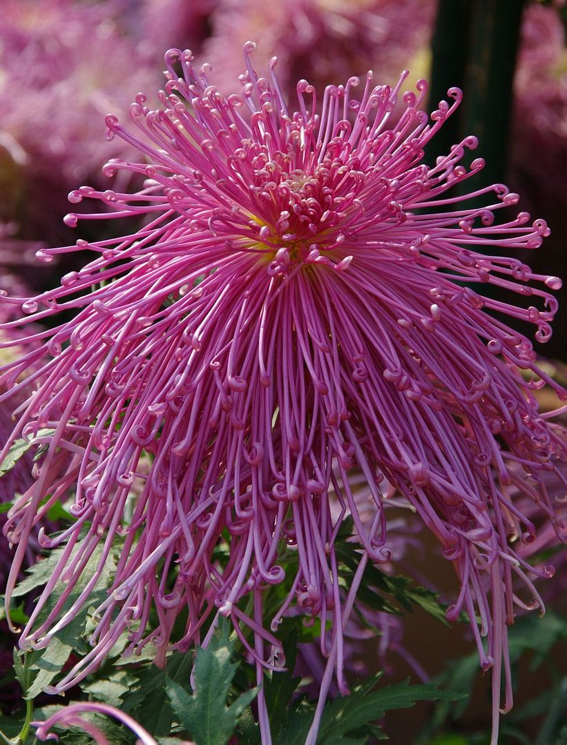  photo b24_zps854fb13b.jpg