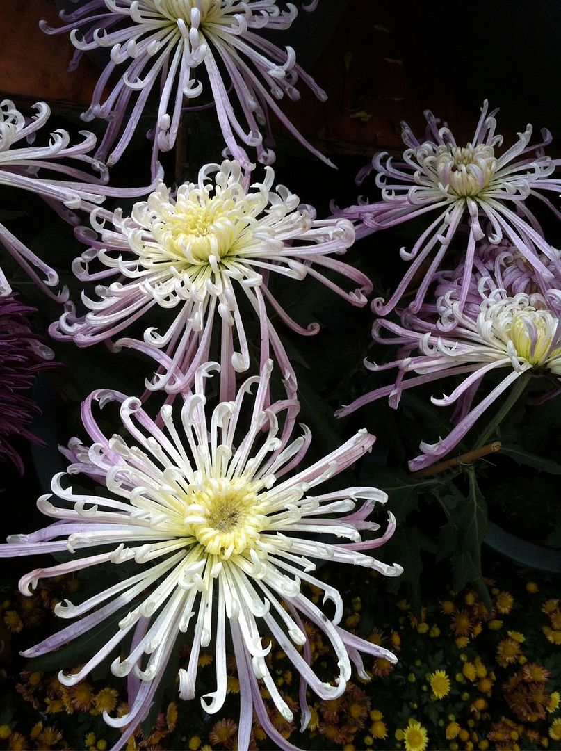  photo b2_zps3e7c5a22.jpg