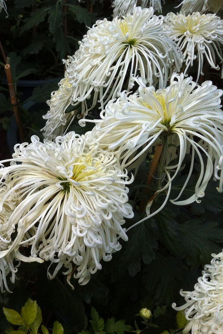  photo b4_zps2f3982ea.jpg