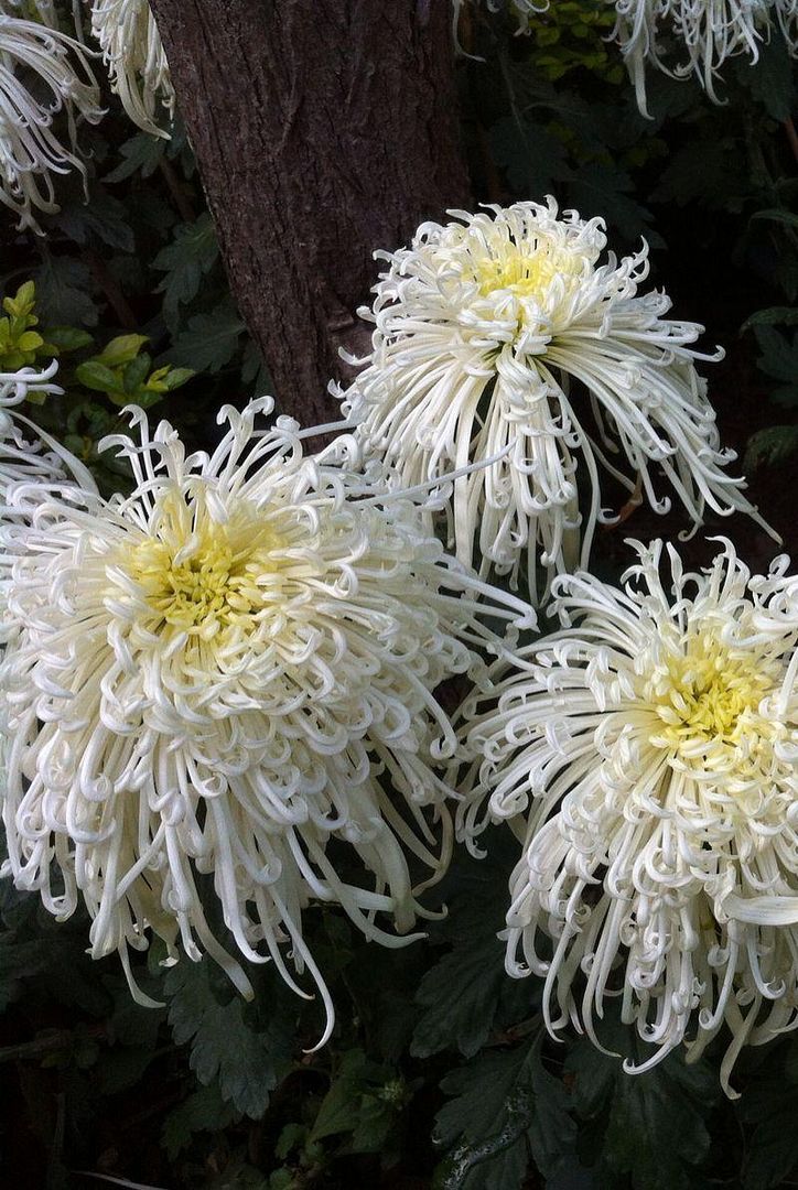  photo b5_zps40c9f8f2.jpg