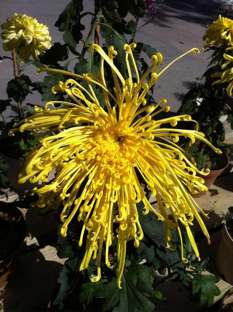  photo b9_zps886e4fd1.jpg