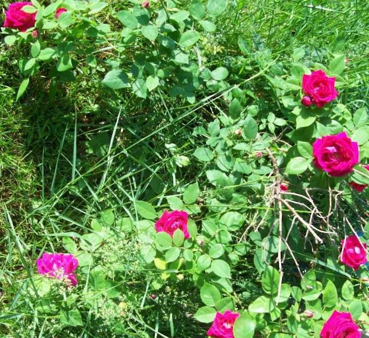  photo peony013_zps884db5e7.jpg