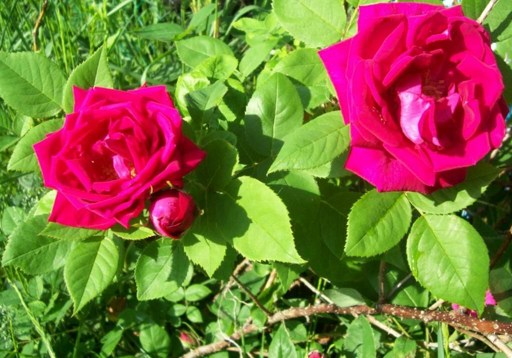  photo peony017_zps1e9f82d7.jpg