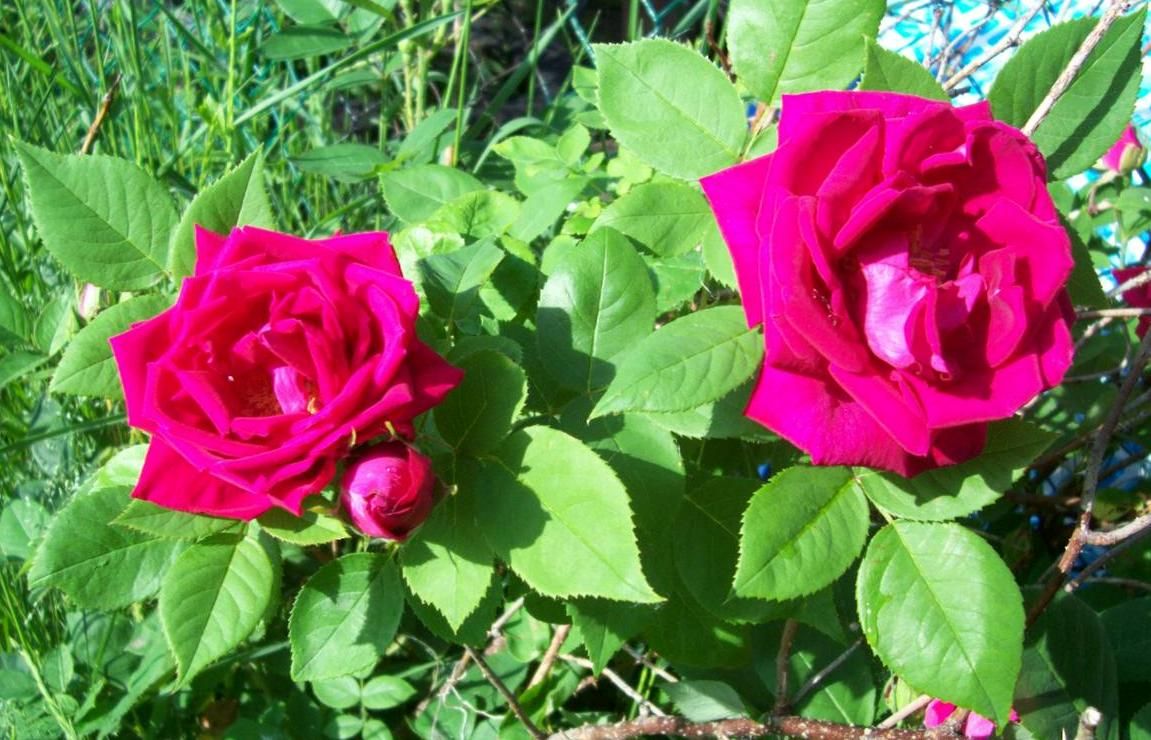  photo peony021_zps837b3486.jpg