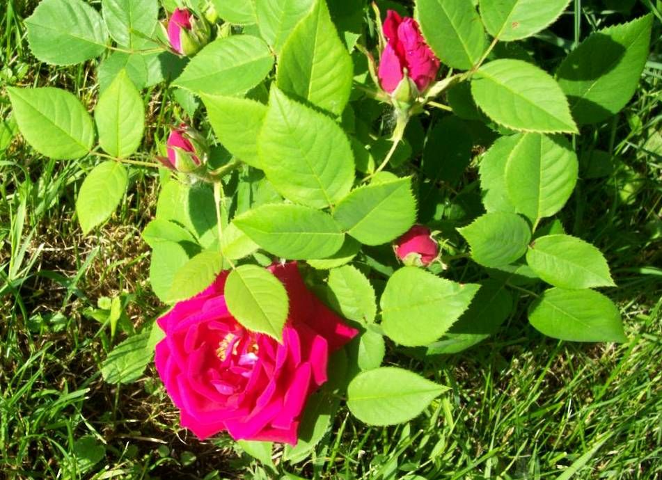  photo peony027_zps14f35c51.jpg