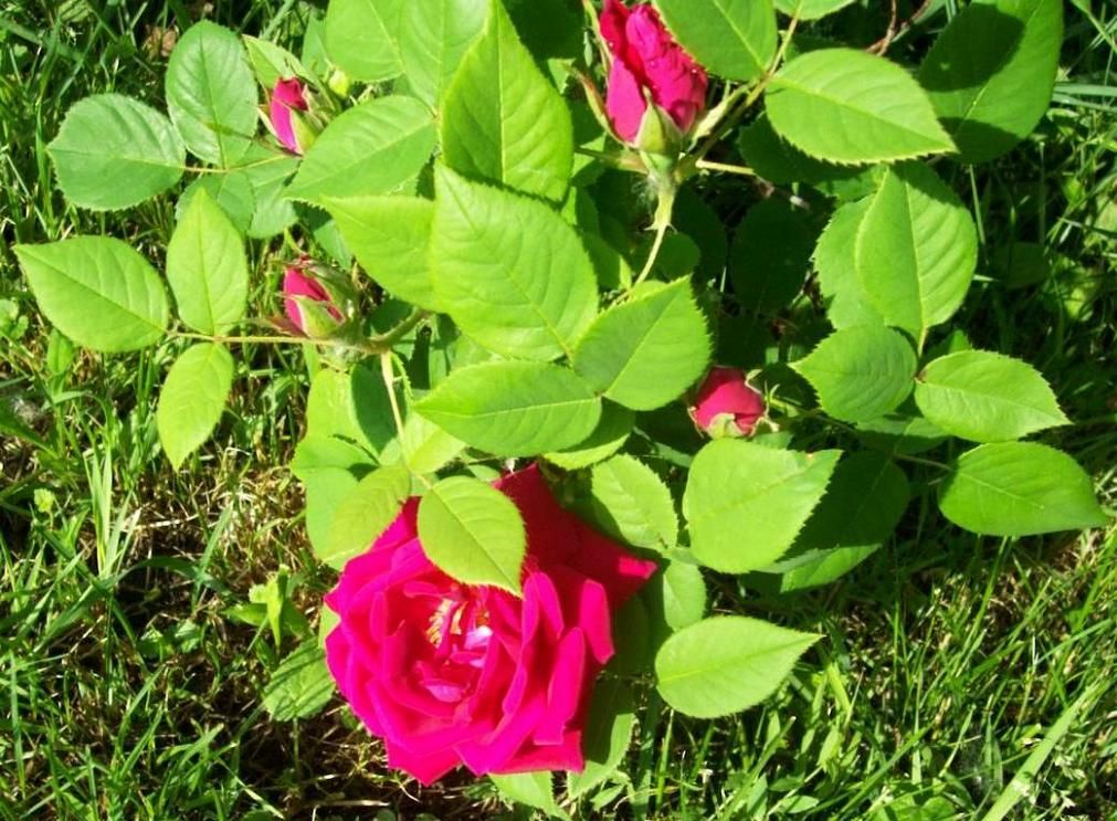  photo peony031_zps7db5b67f.jpg