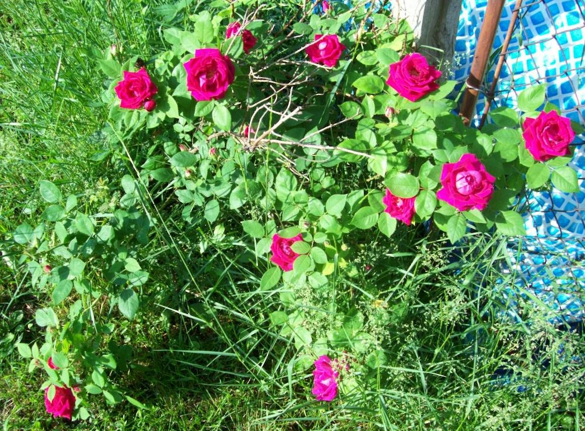  photo peony040_zps49e41635.jpg