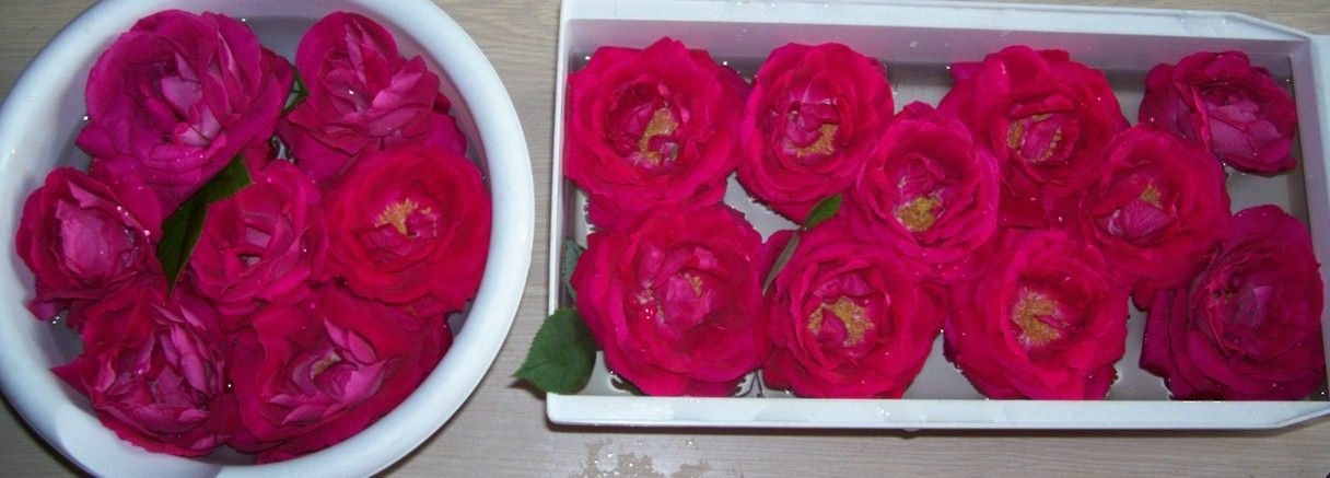  photo springroses001_zpsbb105b35.jpg