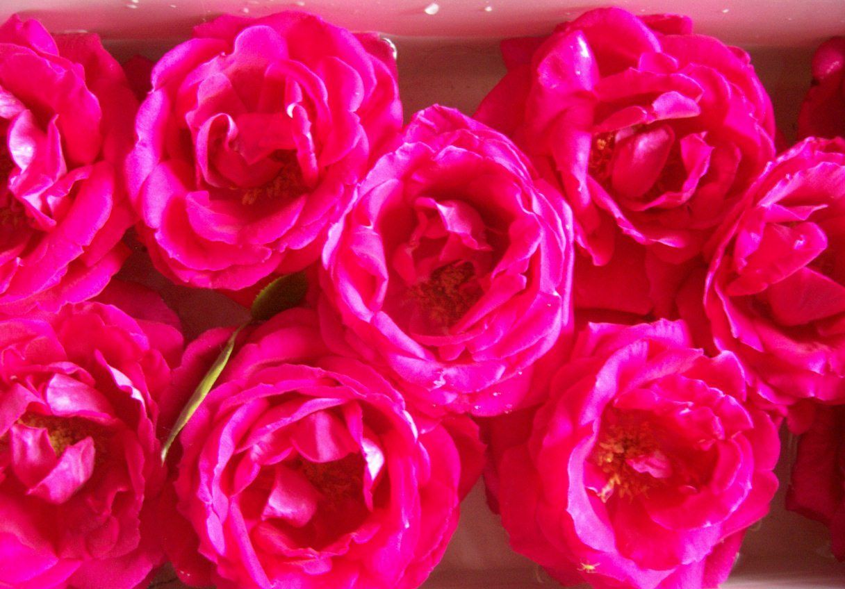  photo springroses025_zps71e7575c.jpg