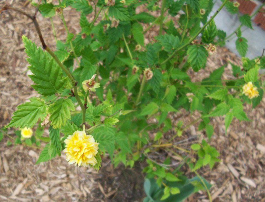  photo springroses029_zps47f16bf3.jpg