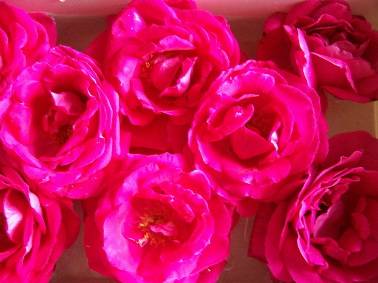  photo springroses033_zps506a0a2a.jpg