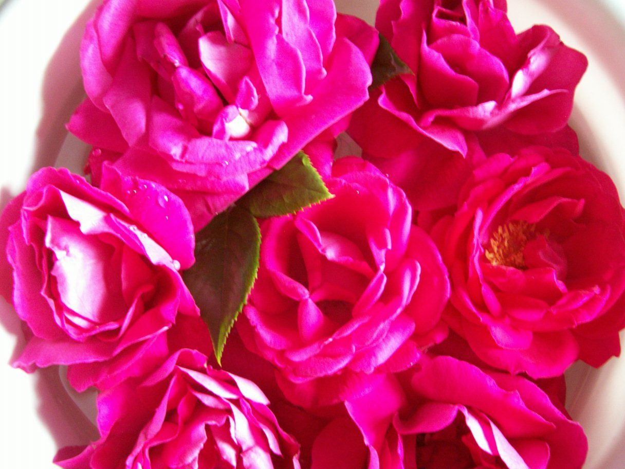  photo springroses036_zps84503e55.jpg