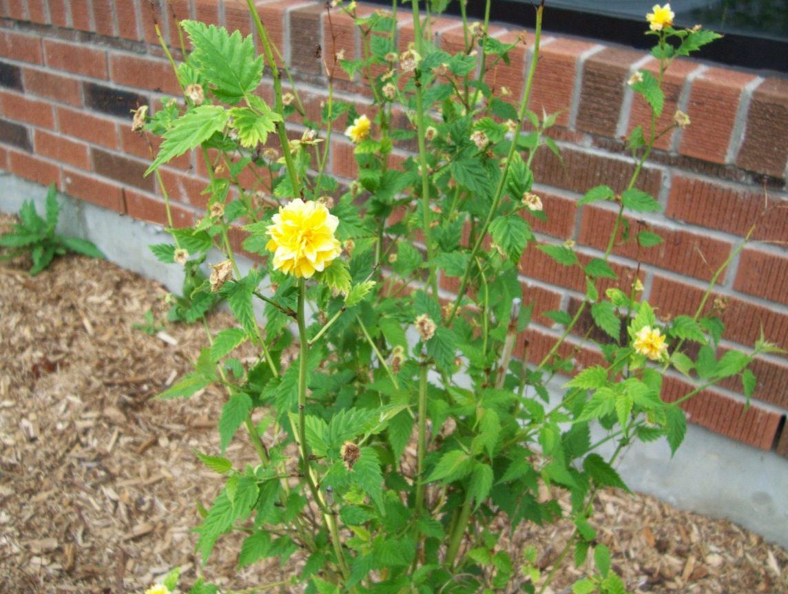  photo springroses038_zps5babed14.jpg