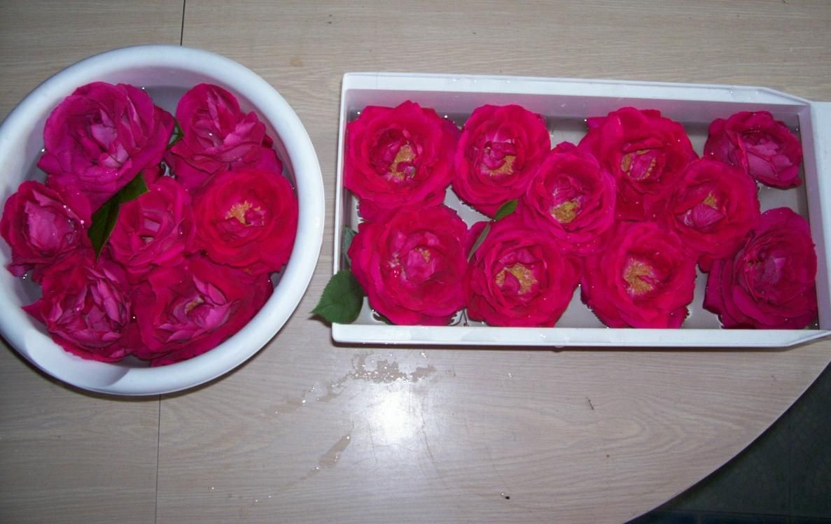  photo springroses039_zps229e40e3.jpg