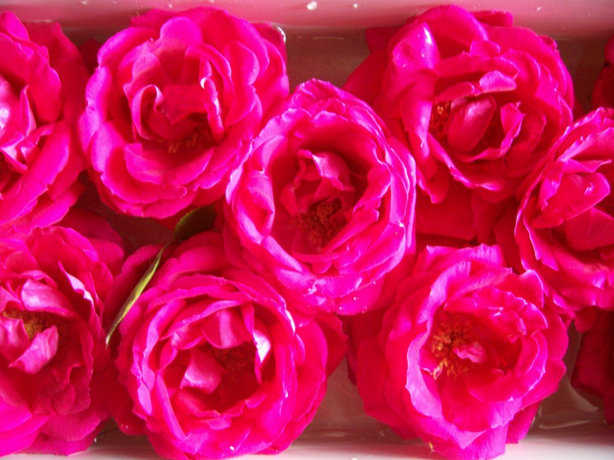  photo springroses040_zpsaec47531.jpg