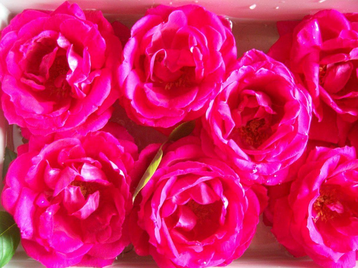  photo springroses044_zps2435a41d.jpg