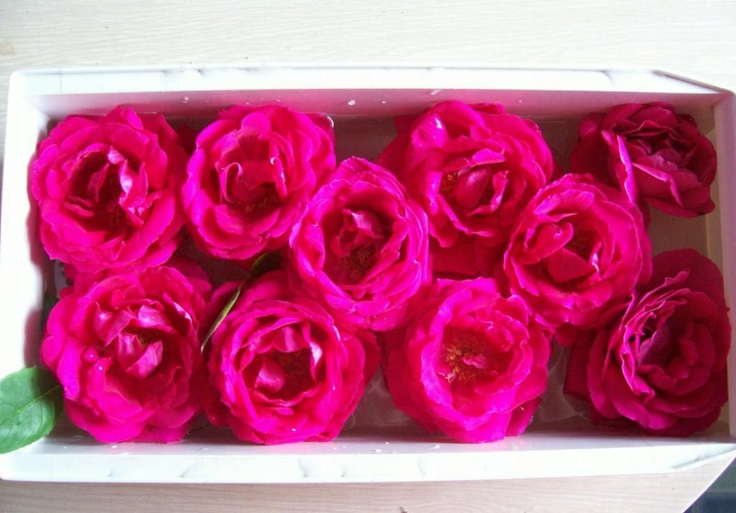  photo springroses049_zps694692ad.jpg