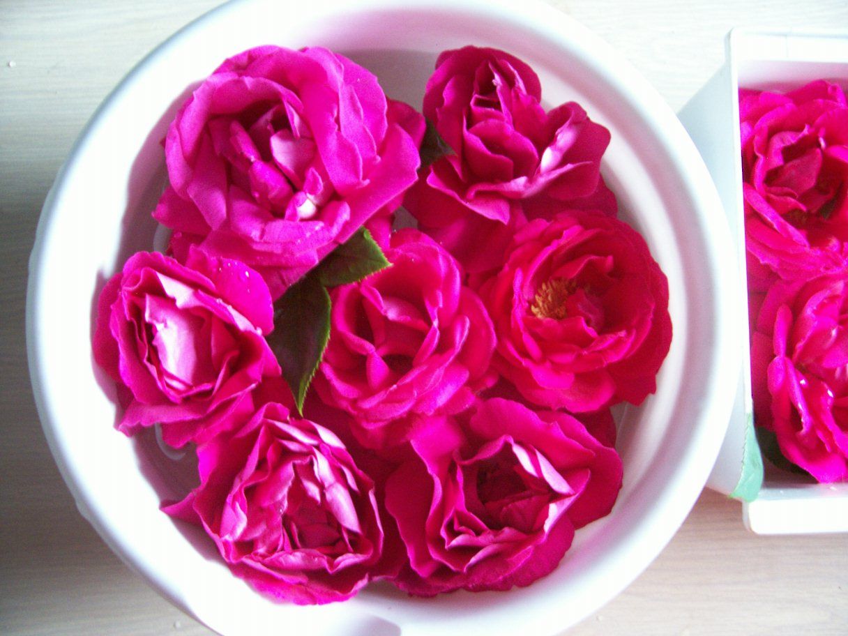  photo springroses052_zps4057e3ae.jpg