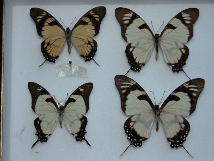 Extinct World Butterflies and Moths. The Insect Collectors' Forum
