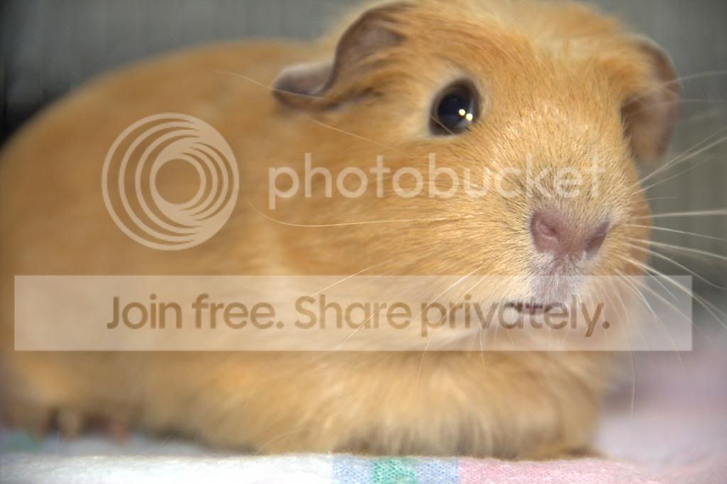 IMG_0726_zps7aa6562c.jpg