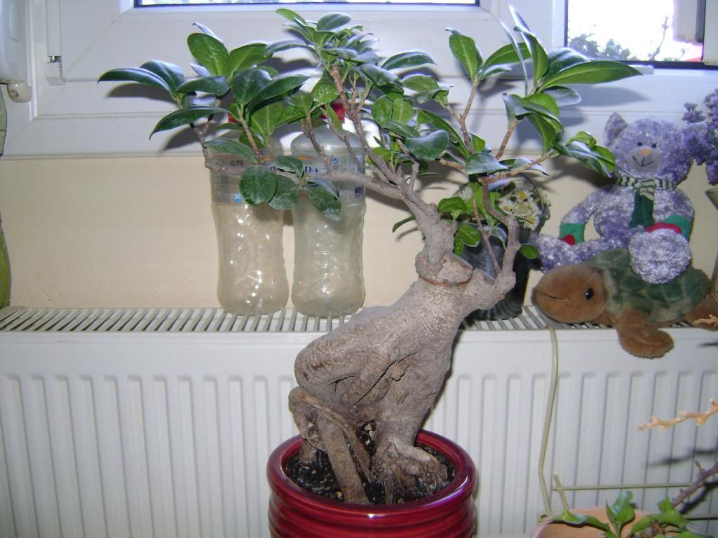 Bonsai Cosmos Ficus Ginseng Bonsai Cosmos Ficus Ginseng